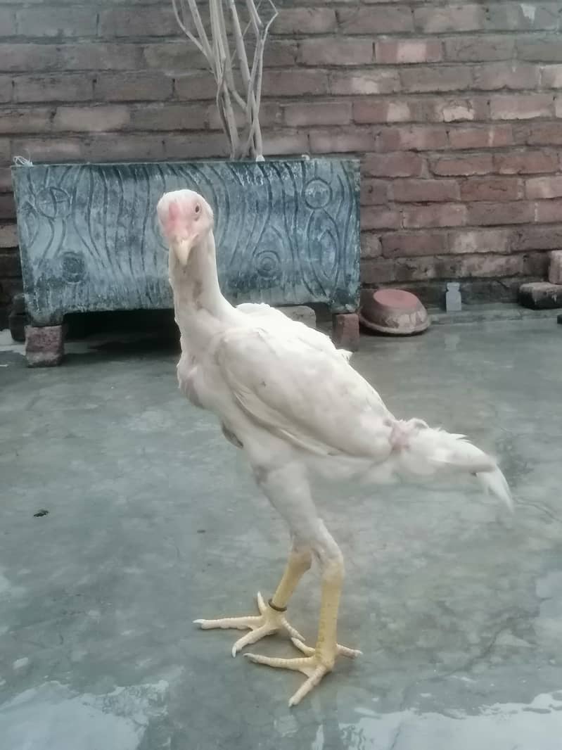 Dragon Male, Thai Male n White Shamoo Chicks for Sale 2