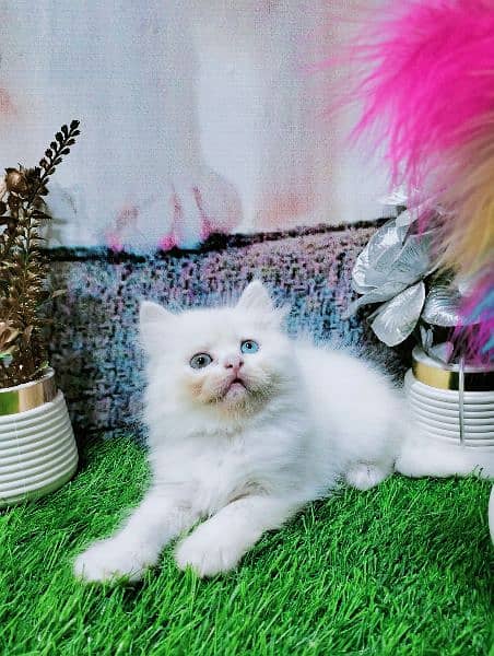 pure Persian odd eyes kitten 1