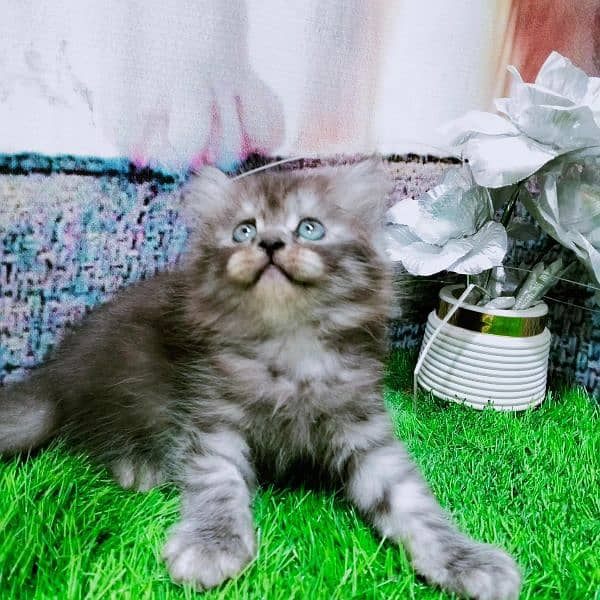 pure Persian odd eyes kitten 3