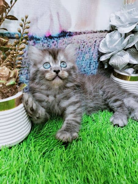 pure Persian odd eyes kitten 5