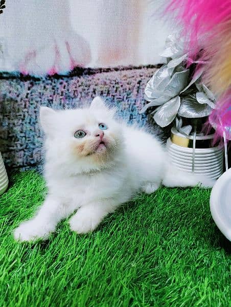 pure Persian odd eyes kitten 6