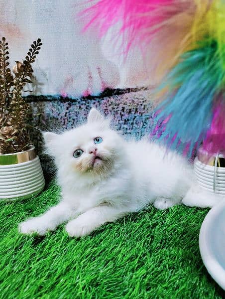 pure Persian odd eyes kitten 7