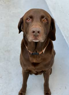 Chocolate Labrador #Adult Breeder Female #Trainded and Friendly