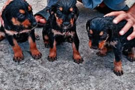 Rottweiler puppy / Rottweiler pair / Puppy / Dog for sale