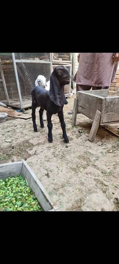 nagra and rajanpuri 2 beutifull  goats female  for sale