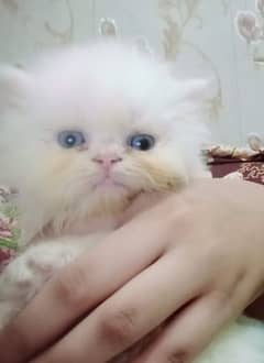 triple coat Persian female Punch face