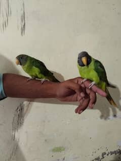 Palm Head Parrots