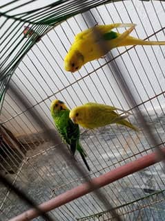 Austalian parrots with cage