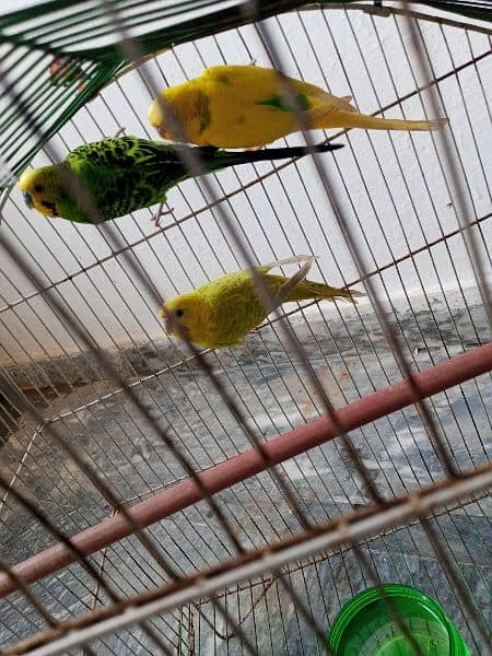 Austalian parrots with cage 1