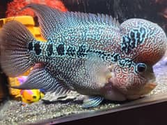 flowerhorn fish active healthy full size