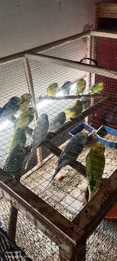 Australians parrots healthy and active 0