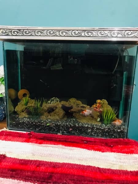 Fresh New Aquarium with fishes for sale. 2