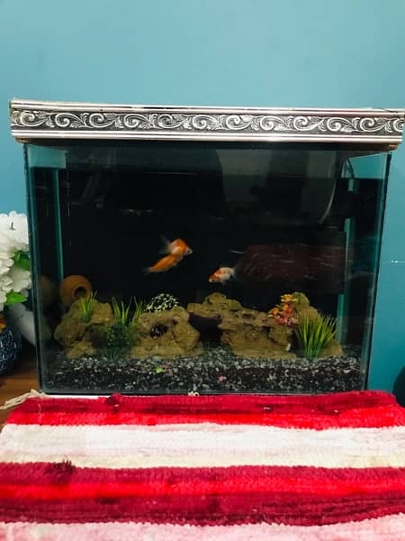 Fresh New Aquarium with fishes for sale. 3