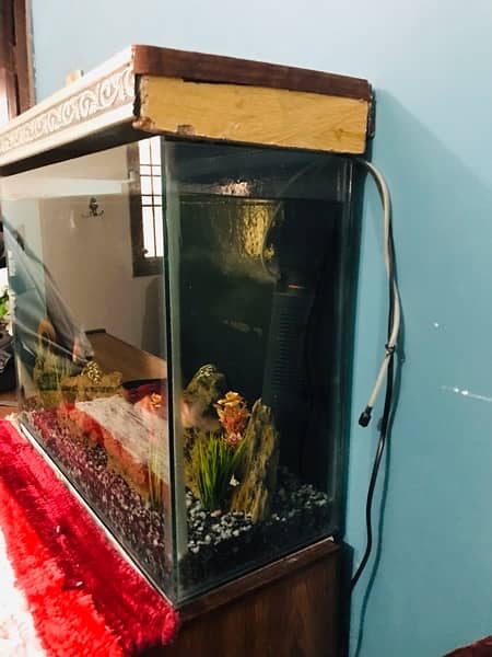 Fresh New Aquarium with fishes for sale. 4