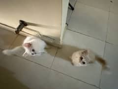 Persian kittens Pair For sale white and Light brown