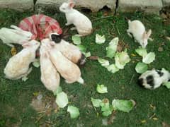 rabbits for sell