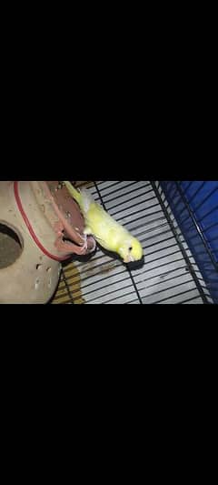 budgie breeder pair red eys whats app num 03418116315