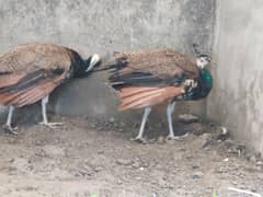 Blue shoulder peacock