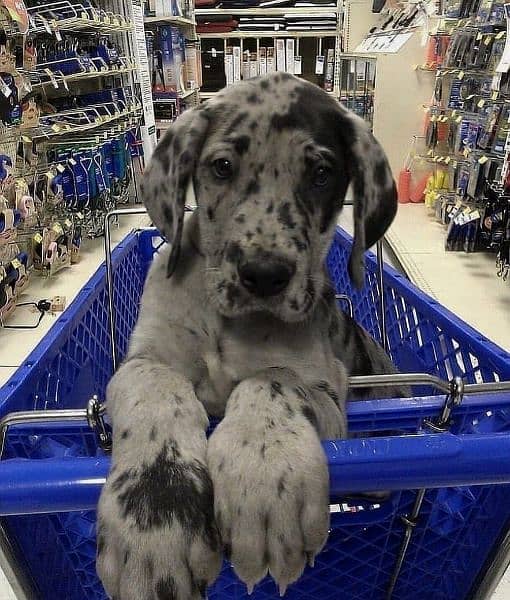 Great dane pedigree pups 1