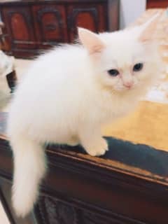 Persian Kitten