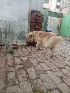 golden retriever female sale krni h 0