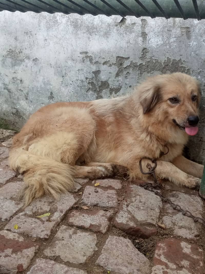 golden retriever female sale krni h 1