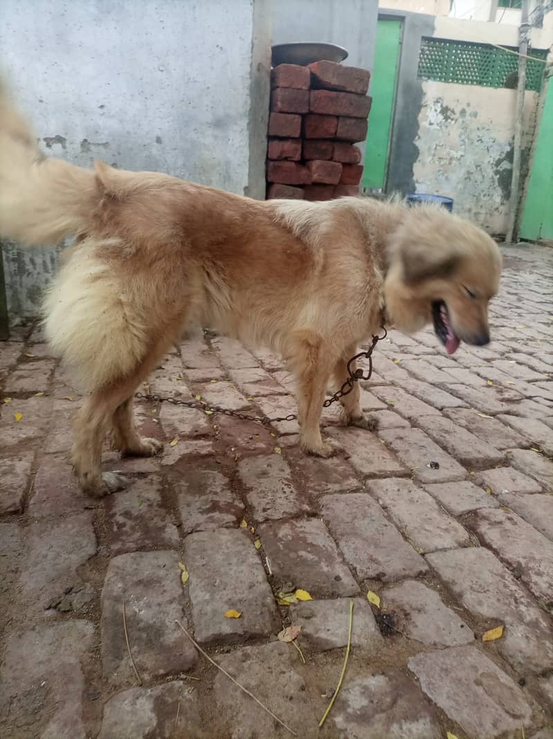 golden retriever female sale krni h 2