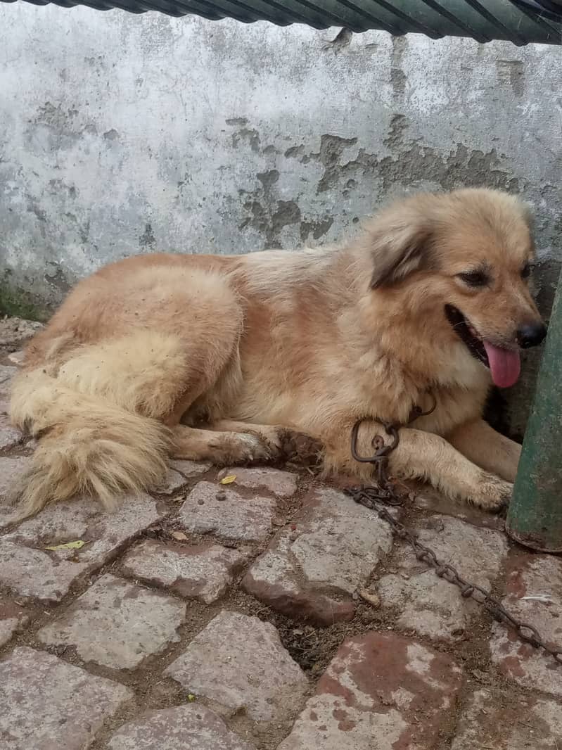 golden retriever female sale krni h 3