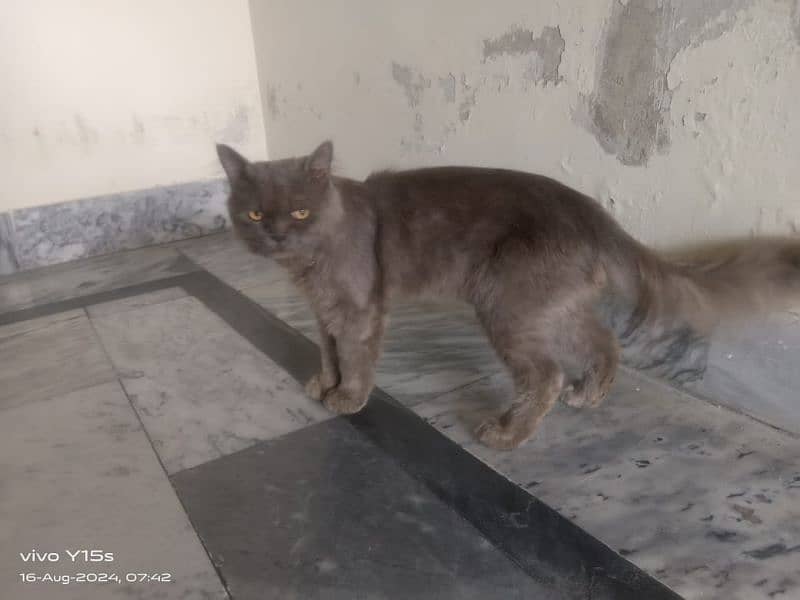 Parsion cat big male for sale 1