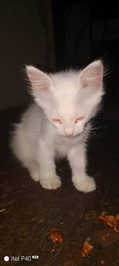 Persian kitten with blue eyes