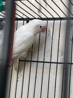 lovebird common lotino red eye and lotino pasnata and albino pair