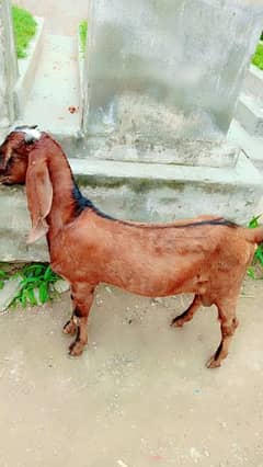 Bakra