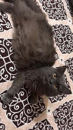 1year old persian cat nd 5 months old male available in 13k