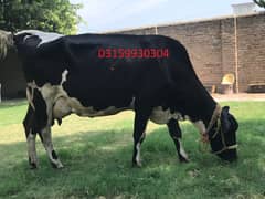 Friesian Cow with Calf