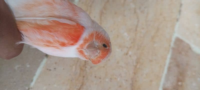 red mosaic canary pair 5