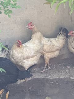 Desi Golden misri murgia hens