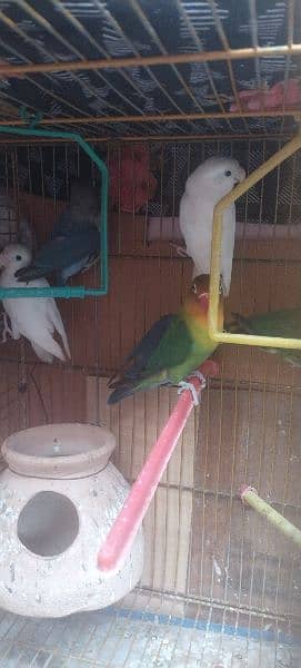 albino/love bird/lutino/australian setup khatam Karna he 0