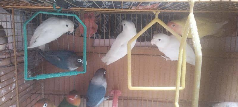 albino/love bird/lutino/australian setup khatam Karna he 2