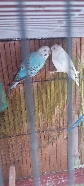 albino/love bird/lutino/australian setup khatam Karna he 4