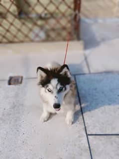 husky