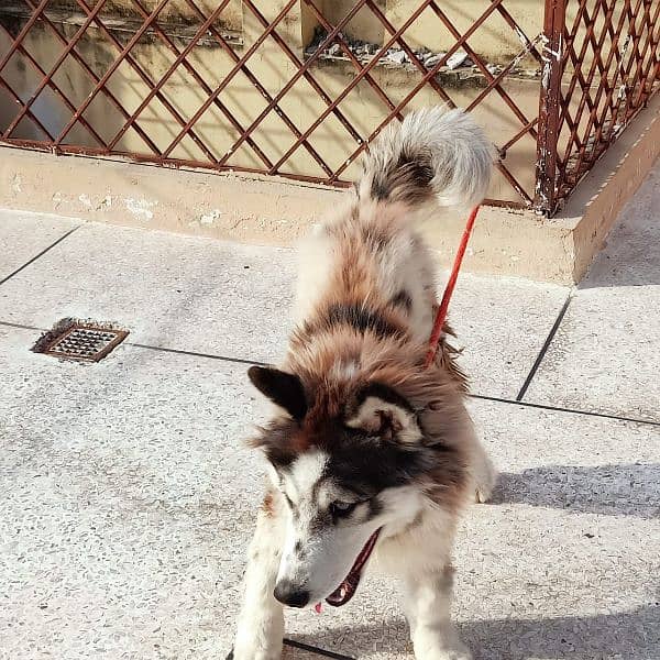 husky blue eyes urgent sale 2