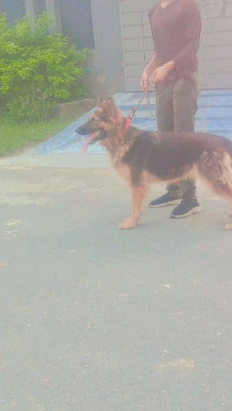 Germen shepherd for sale 1.7 year 6