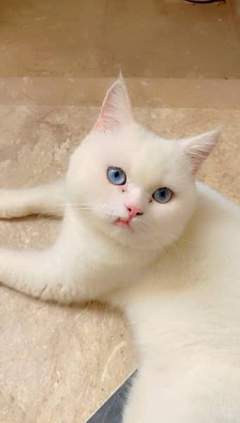 British short hair male cat for sale 1