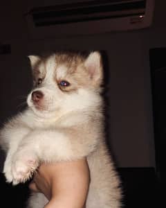 Siberian Husky puppies available for sale