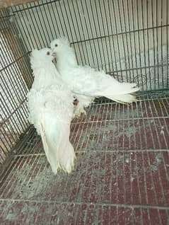 White Frill Back Breeder Pair