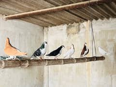 all pigeon for sale 0