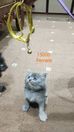 Different variety of Bhalo Kittens Available