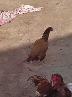 aseel hens for sale