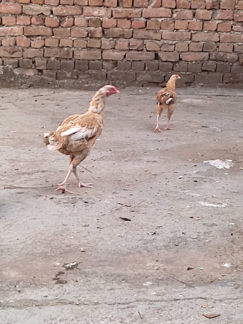 aseel hens for sale 1