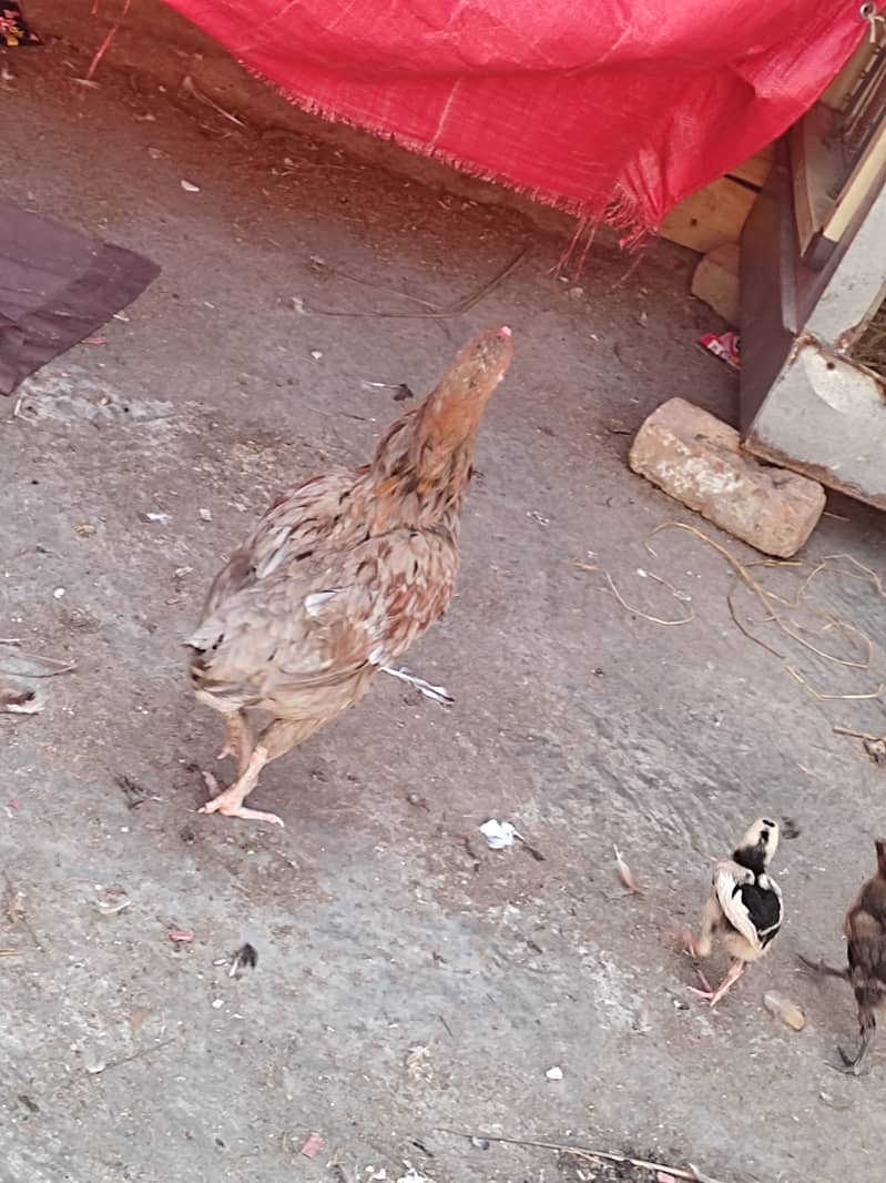 aseel hens for sale 3